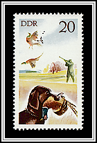 Dog, Common Pheasant