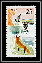 Mallard, Red Fox