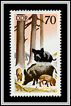 Wild Boar
