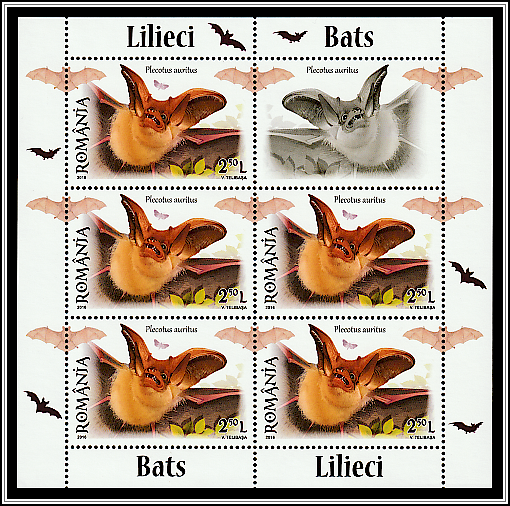 Brown Long-eared Bat (Plecotus auritus)