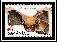 Common Pipistrelle (Pipistrellus pipistrellus)