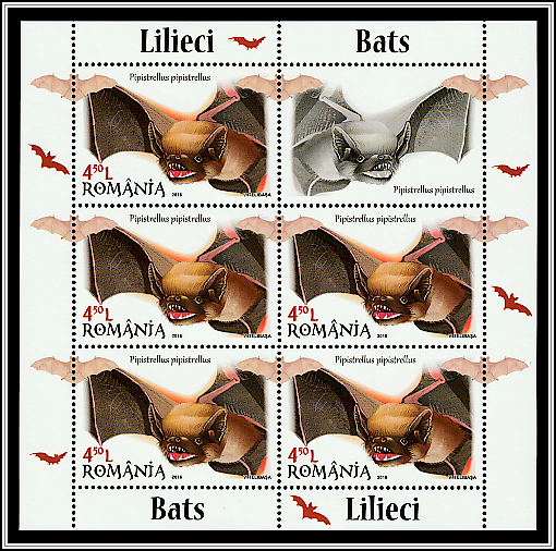 Common Pipistrelle (Pipistrellus pipistrellus)