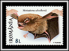 Common Bent-wing Bat (Miniopterus schreibersii)