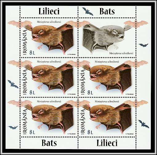 Common Bent-wing Bat (Miniopterus schreibersii)