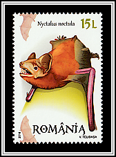 Common Noctule (Nyctalus noctula)