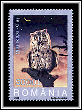 Common Scops Owl