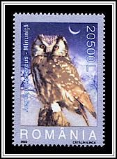 Eurasian Pygmy Owl