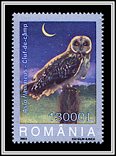Short-eared Owl