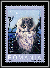 Long-eared Owl