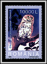 Boreal Owl