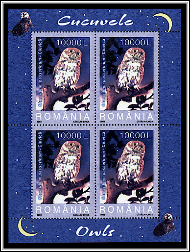 Eurasian Pygmy Owl