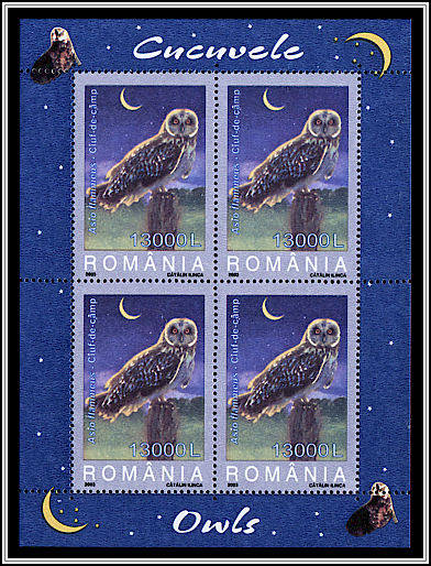 Short-eared Owl