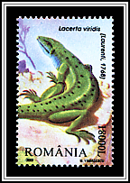 Emerald Lizard