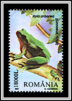 Tree Frog