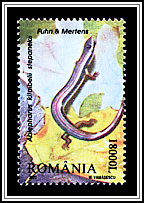 Johannis Lizard
