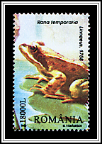 Common Frog