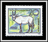 Arabian Oryx