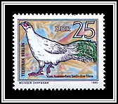 White Eared Pheasant