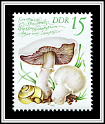 Meadow Mushroom