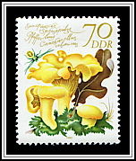 Chanterelle