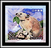 Northern Pika