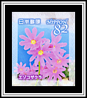 Wedgeleaf Primrose