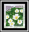 White Silverwort