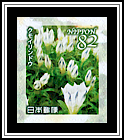Arctic Gentian