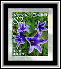Dwarf Bellflower
