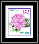 Hydrangea