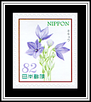Balloon Flower