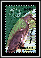 Gray Heron