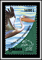 White Pelican