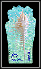 Venus Comb Murex