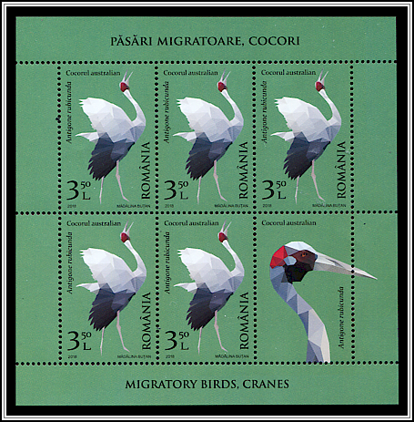 Brolga (Antigone rubicunda)