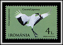 Japanese Crane (Grus japonensis)