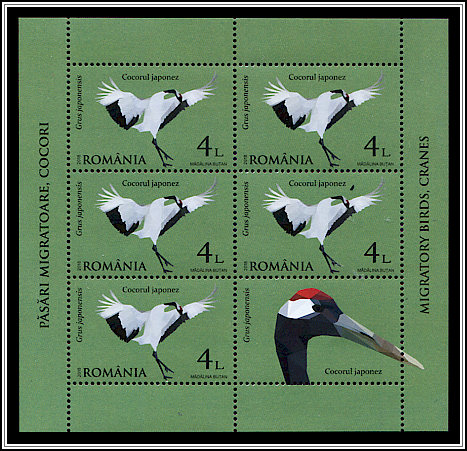 Japanese Crane (Grus japonensis)