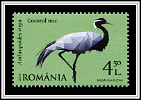 Demoiselle Crane (Anthropoides virgo)