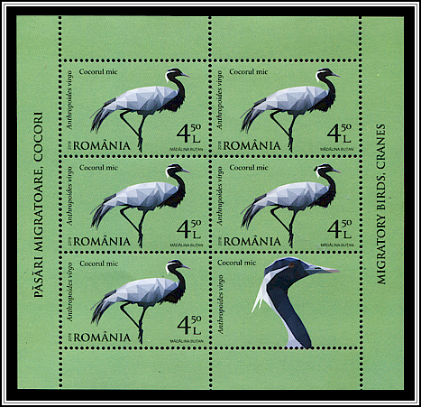 Demoiselle Crane (Anthropoides virgo)