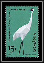 Siberian Crane (Leucogeranus leucogeranus)