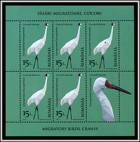 Siberian Crane (Leucogeranus leucogeranus)