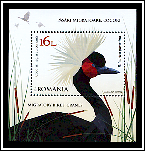 Black Crowned Crane (Balearica pavonina)