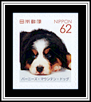 Bernese Mountain Dog