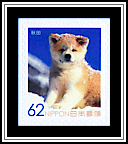Akita Inu