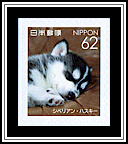 Siberian Husky