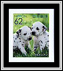 Dalmation
