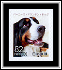 Bernese Mountain Dog
