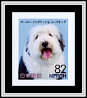 Old English Sheepdog