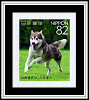 Siberian Husky