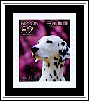 Dalmation